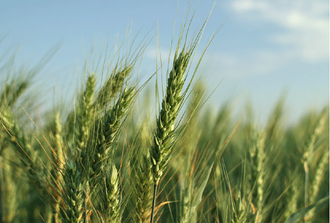 wheat